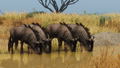 Planet Zoo: Grasslands Animal Pack (DLC) <span class="ext" style="background-color: #B0000F; color: #FFFFFF;">DLC</span> <span class="ext" style="background-color: #2a475e; color: #FFFFFF;">STEAM</span> <span class="ext ext_digital">digital</span> thumbnail 3