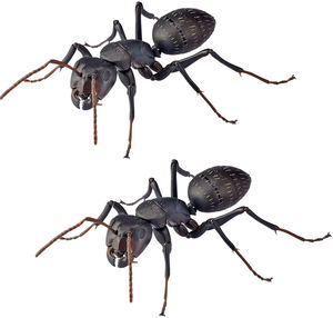 Revo Geo Camponotus Japonicus_