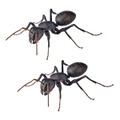 Revo Geo Camponotus Japonicus thumbnail 1