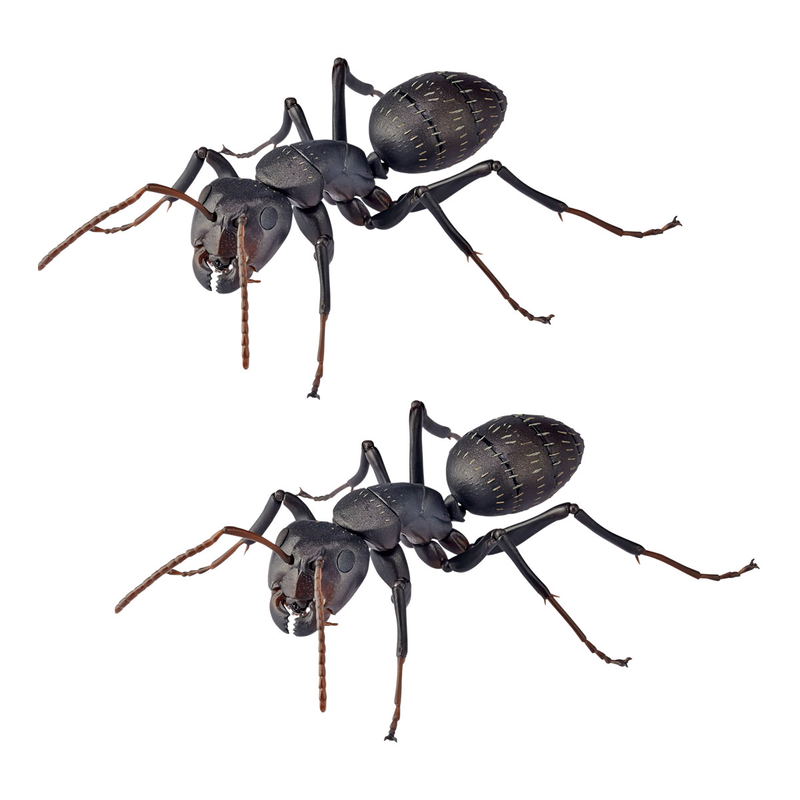 Revo Geo Camponotus Japonicus image 1