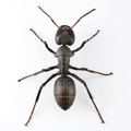 Revo Geo Camponotus Japonicus thumbnail 10