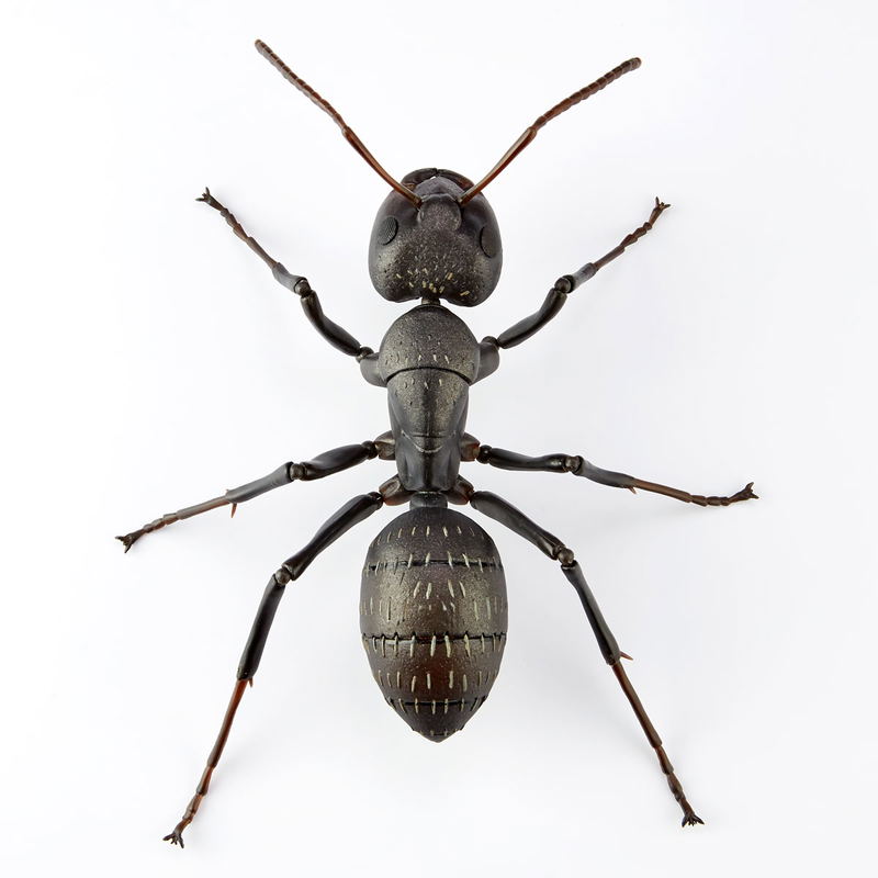 Revo Geo Camponotus Japonicus image 10