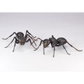 Revo Geo Camponotus Japonicus thumbnail 11