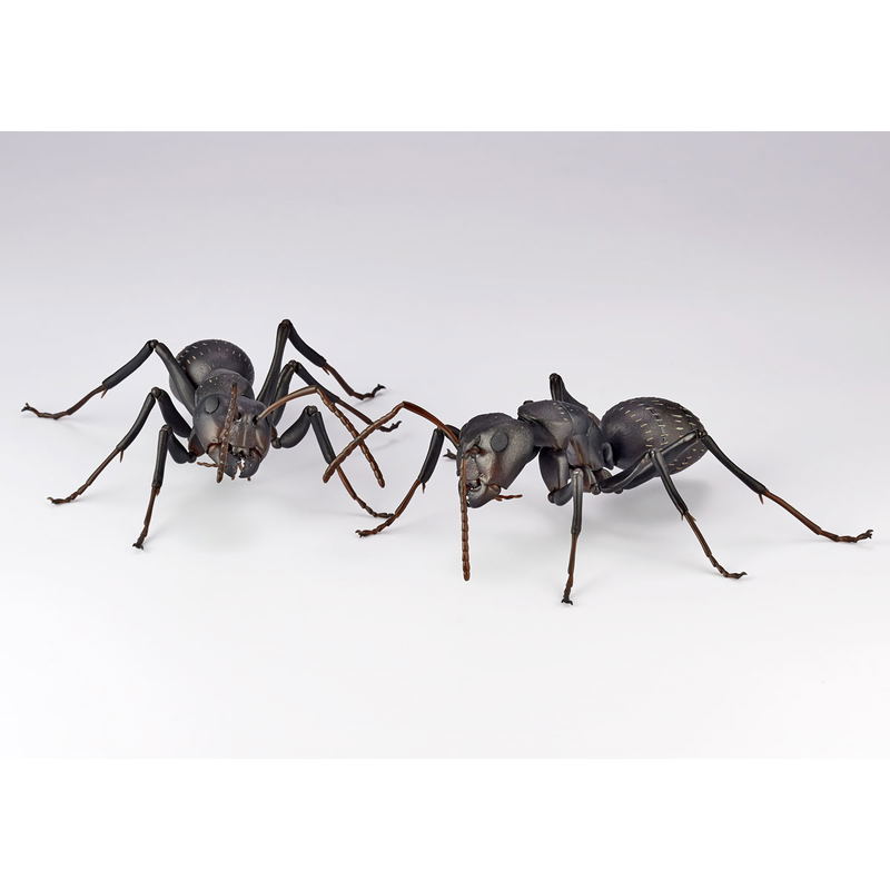 Revo Geo Camponotus Japonicus image 11
