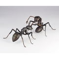 Revo Geo Camponotus Japonicus thumbnail 12