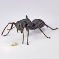 Revo Geo Camponotus Japonicus thumbnail 13