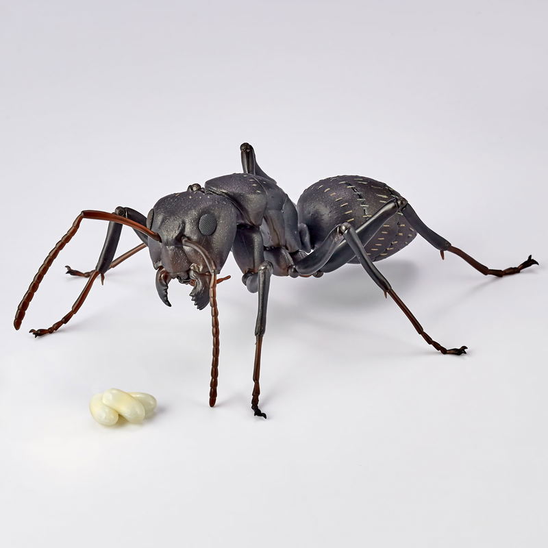 Revo Geo Camponotus Japonicus image 13