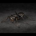 Revo Geo Camponotus Japonicus thumbnail 2