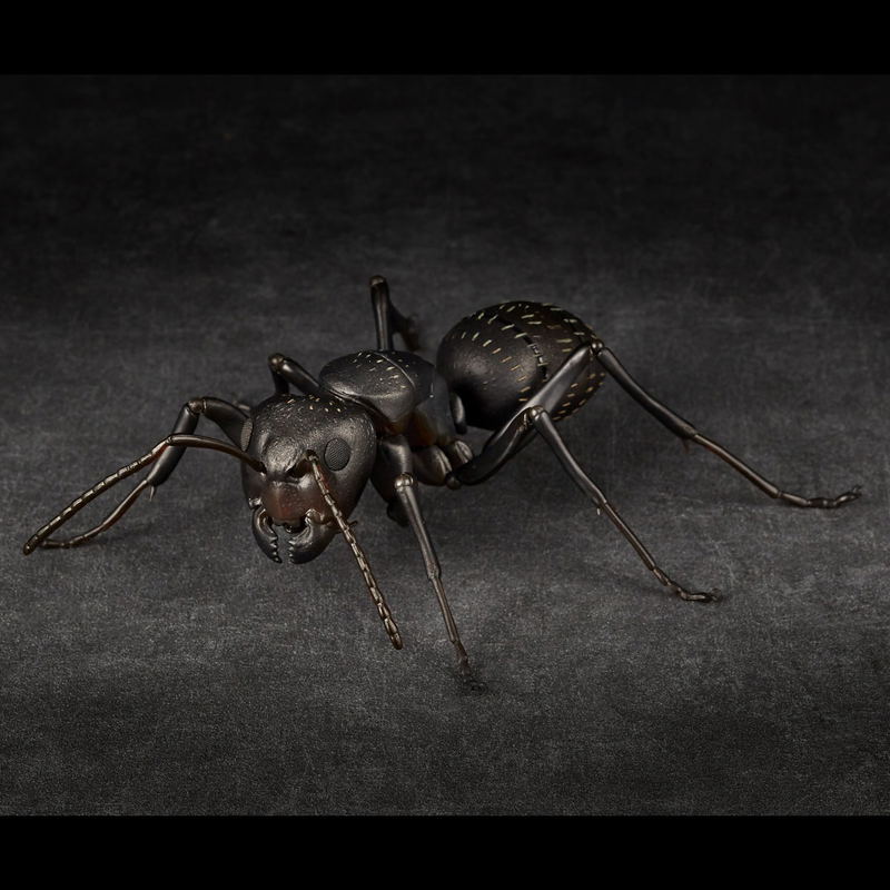 Revo Geo Camponotus Japonicus image 2