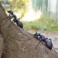 Revo Geo Camponotus Japonicus thumbnail 3