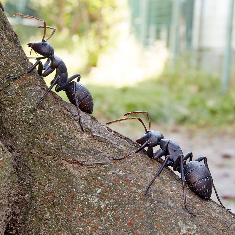 Revo Geo Camponotus Japonicus image 3
