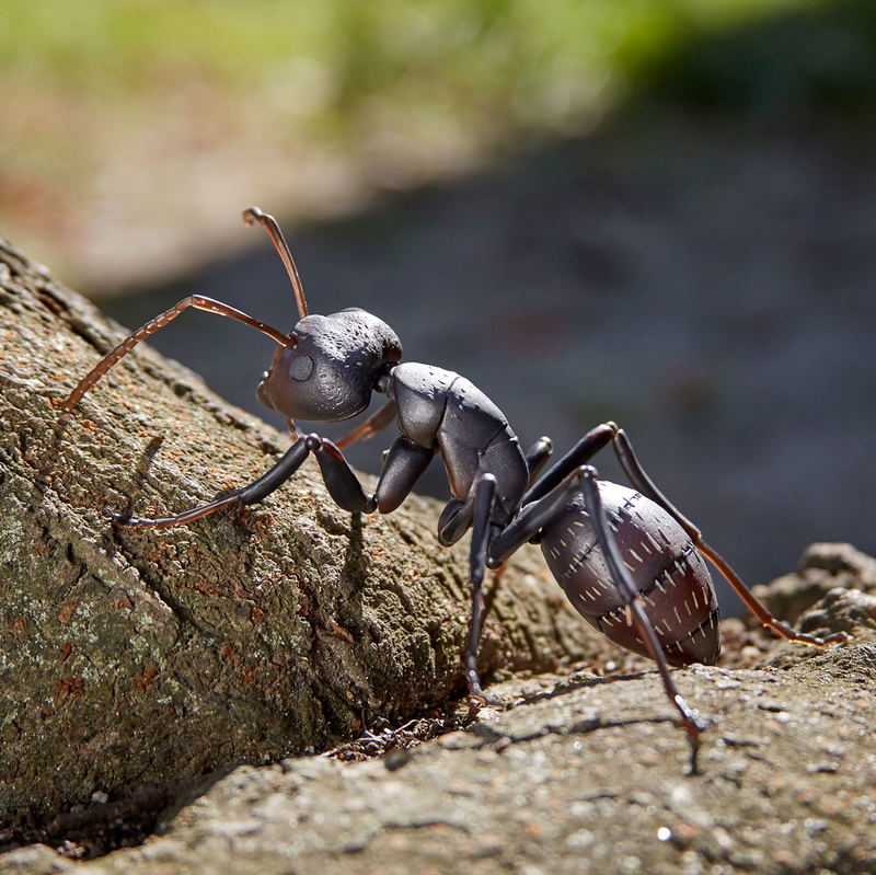 Revo Geo Camponotus Japonicus image 4