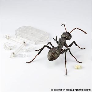 Revo Geo Camponotus Japonicus