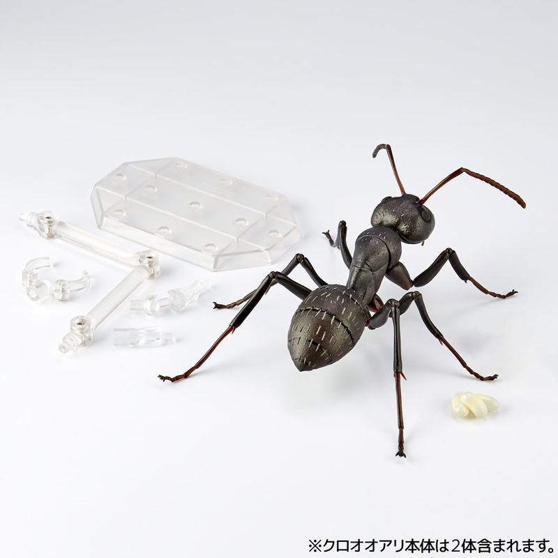 Revo Geo Camponotus Japonicus image 5