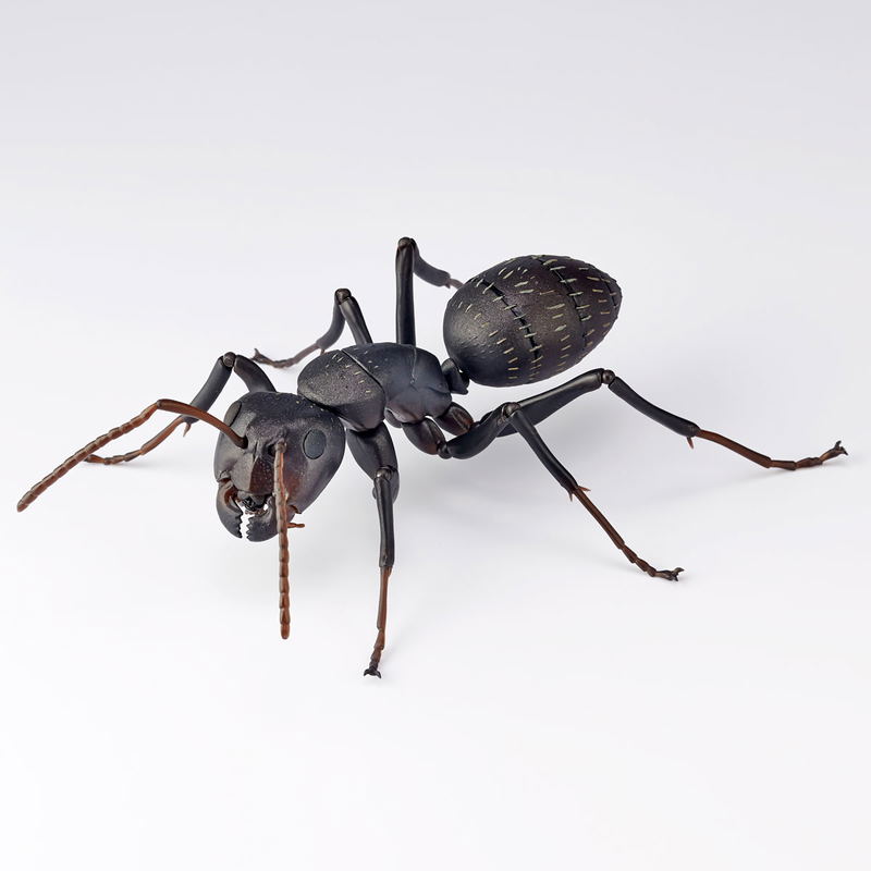 Revo Geo Camponotus Japonicus image 6