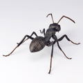 Revo Geo Camponotus Japonicus thumbnail 7
