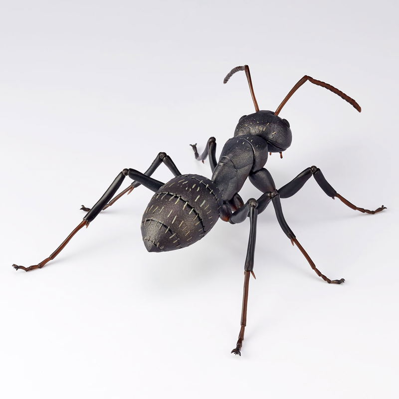 Revo Geo Camponotus Japonicus image 7