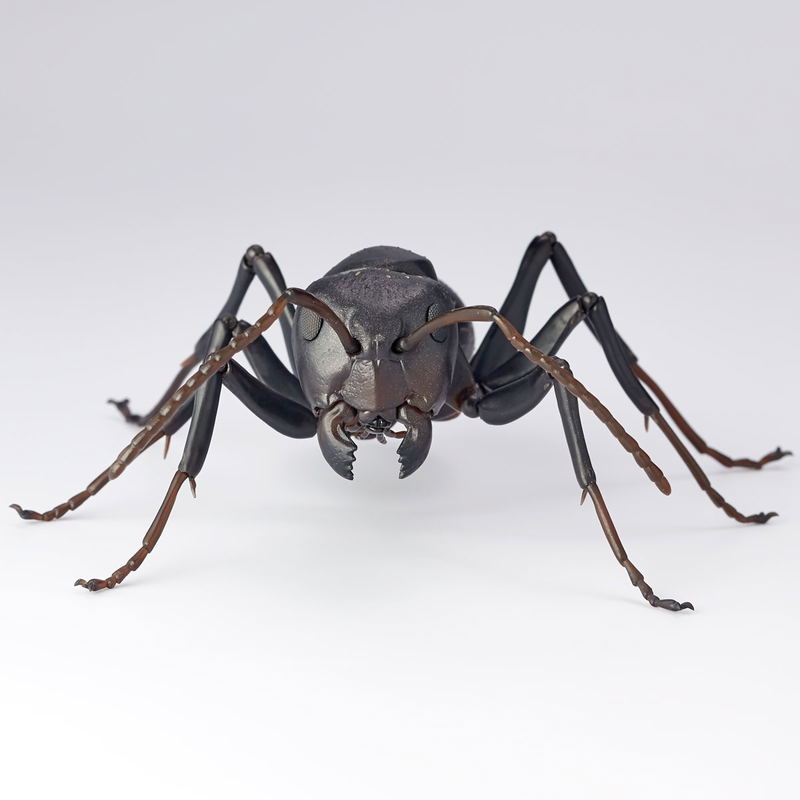 Revo Geo Camponotus Japonicus image 8