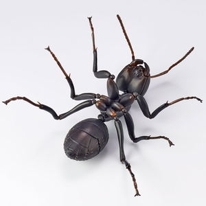 Revo Geo Camponotus Japonicus_