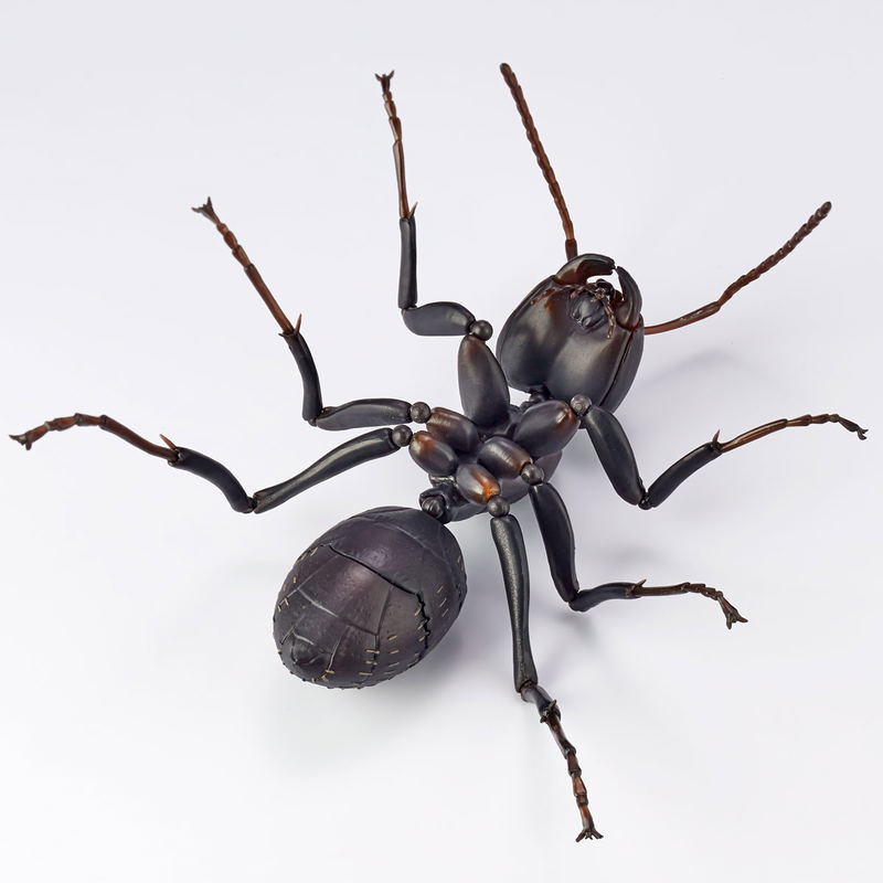 Revo Geo Camponotus Japonicus image 9