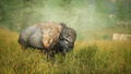 Bigfoot <span class="ext" style="background-color: #2a475e; color: #FFFFFF;">STEAM</span> <span class="ext ext_digital">digital</span> thumbnail 6