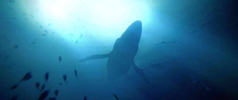Under The Waves image 4