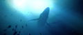 Under The Waves thumbnail 4