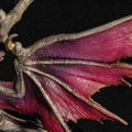 Capcom Figure Builder Cube Monster Hunter: Silver Duke Dragon Malzeno thumbnail 21