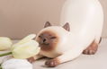 Shitauke no Neko Siamese Cat thumbnail 4