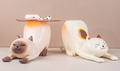 Shitauke no Neko Siamese Cat thumbnail 5