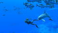 Endless Ocean Luminous thumbnail 10