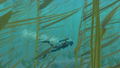 Forever Blue: Luminous (Multi-Language) thumbnail 2