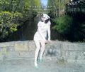 Takeda Rena 10th Anniversary Photo Book: SISU Special Edition thumbnail 4