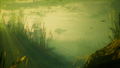 Maneater (Apex Edition) <span class="ext ext_Epic Store">Epic Store®️</span> <span class="ext ext_digital">digital</span> thumbnail 15