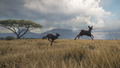 theHunter: Call of the Wild - Vurhonga Savanna <span class="ext" style="background-color: #B0000F; color: #FFFFFF;">DLC</span> <span class="ext" style="background-color: #2a475e; color: #FFFFFF;">STEAM</span> <span class="ext ext_digital">digital</span> thumbnail 10