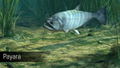 Ultimate Fishing Simulator: Amazon River (DLC) <span class="ext" style="background-color: #B0000F; color: #FFFFFF;">DLC</span> <span class="ext" style="background-color: #2a475e; color: #FFFFFF;">STEAM</span> <span class="ext ext_digital">digital</span> thumbnail 17