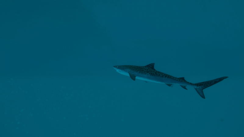 Ultimate Fishing Simulator 2 <span class="ext" style="background-color: #2a475e; color: #FFFFFF;">STEAM</span> <span class="ext ext_digital">digital</span> image 8