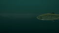 Ultimate Fishing Simulator: Taupo Lake (DLC) <span class="ext" style="background-color: #B0000F; color: #FFFFFF;">DLC</span> <span class="ext" style="background-color: #2a475e; color: #FFFFFF;">STEAM</span> <span class="ext ext_digital">digital</span> thumbnail 10
