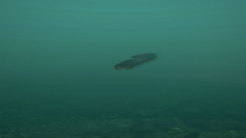 Ultimate Fishing Simulator: Taupo Lake (DLC) <span class="ext" style="background-color: #B0000F; color: #FFFFFF;">DLC</span> <span class="ext" style="background-color: #2a475e; color: #FFFFFF;">STEAM</span> <span class="ext ext_digital">digital</span> image 5
