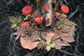 The Mushroom Girls Series No. 6 1/1 Scale Pre-Painted Figure: Marasmius Haematocephalus thumbnail 16