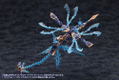 Arcanadea Plastic Model Kit: XenoAlma Trickle Dekapodia (Re-run) thumbnail 15