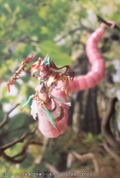 Arcanadea Plastic Model Kit: Meltina thumbnail 20