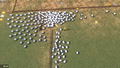 Everybody Herds <span class="ext" style="background-color: #2a475e; color: #FFFFFF;">STEAM</span> <span class="ext ext_digital">digital</span> thumbnail 6