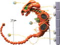 figma No. SP-113 R-Type: Dobkeratops (Re-run) thumbnail 1