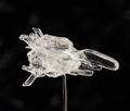 figma No. SP-113 R-Type: Dobkeratops (Re-run) thumbnail 10