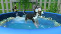 Little Friends: Puppy Island (Code in a Box) thumbnail 4