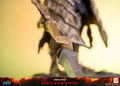Dark Souls Resin Statue: Dragon Slayer Ornstein [Standard Edition] thumbnail 15