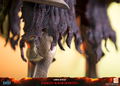 Dark Souls Resin Statue: Dragon Slayer Ornstein [Standard Edition] thumbnail 30
