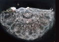Mao Hamaguchi Butterfly Miniature Garden (TH Art Series) thumbnail 5