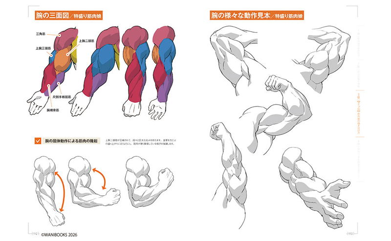 How To Draw Muscle Girls For The First Time - Master The Muscle Points! image 6